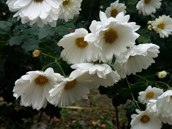 미국언니 이미지