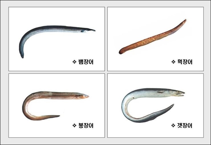 미산장어 이미지