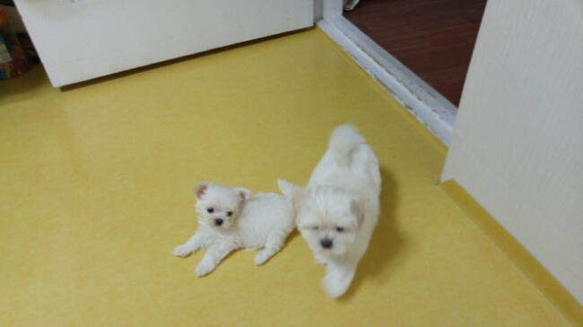 개똥이 이미지