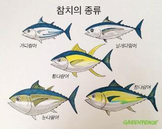미사이참치 이미지