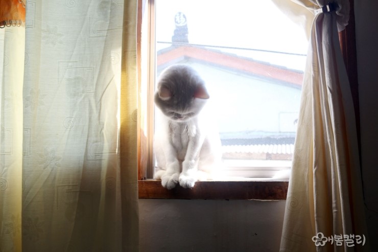 뚱이헤어 이미지