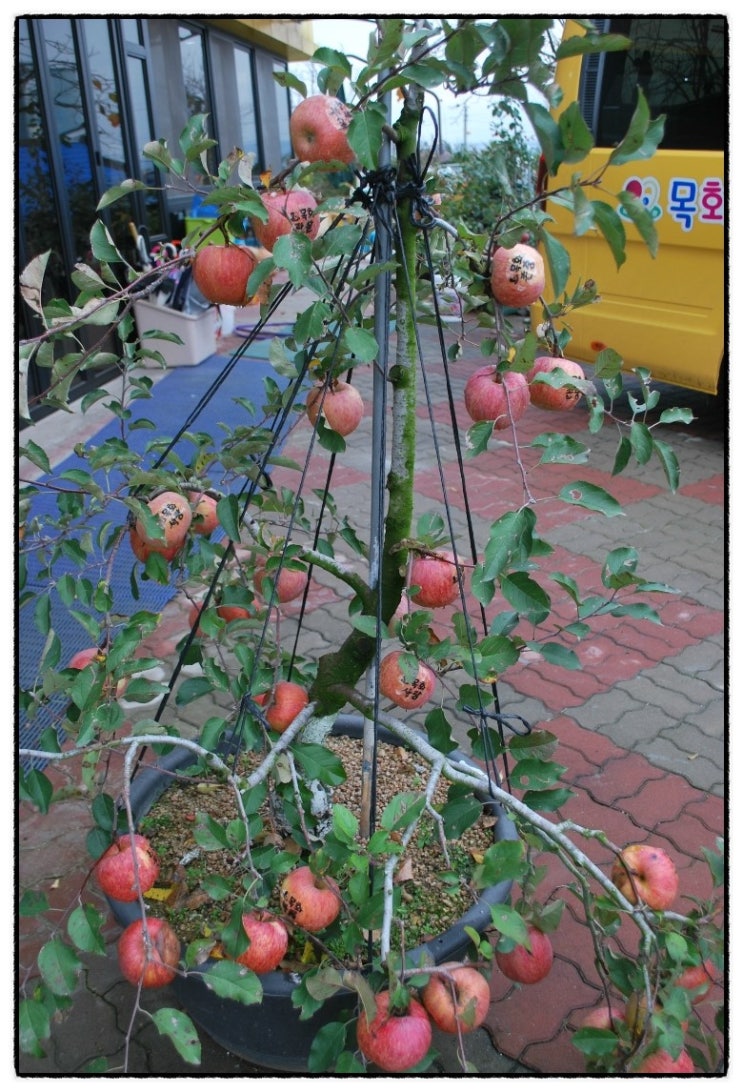 목화유치원 이미지