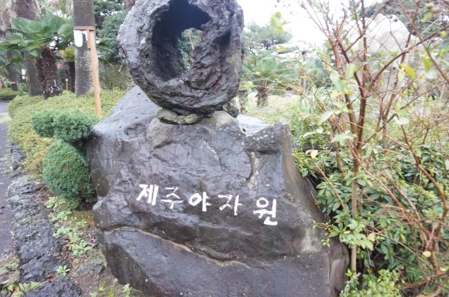 제주 야자원 이미지