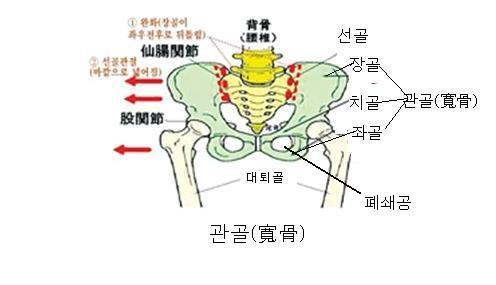 폐쇄공=폐쇄구멍•장골•단골•편평골•함기골•골단•골두•골간•치밀질•적색골수=활동성골수)=적색수•전장•지방수=황색골수•골단연골 ...