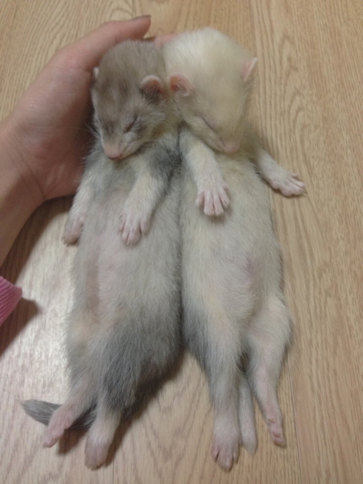 두리미트 이미지