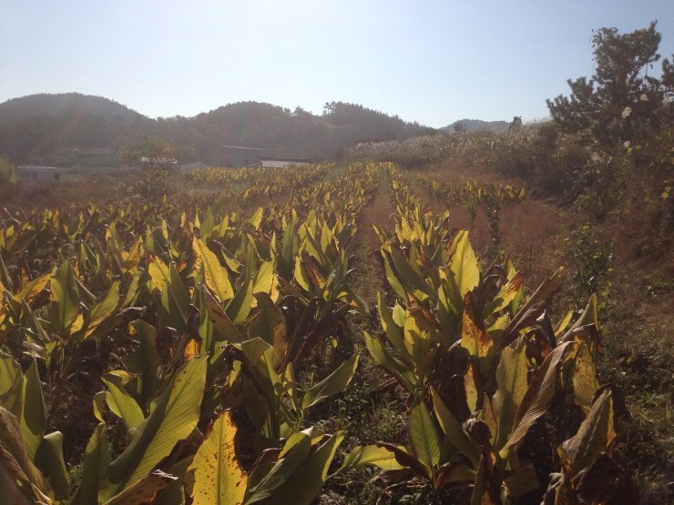 (주)진도울금 이미지