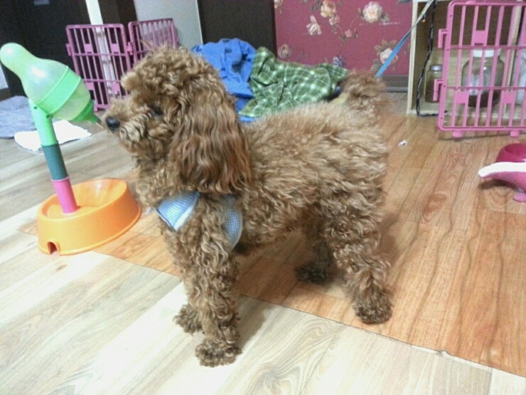 쌀토 이미지