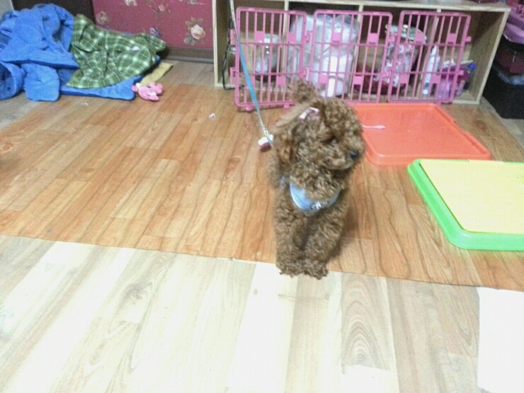 쌀토 이미지