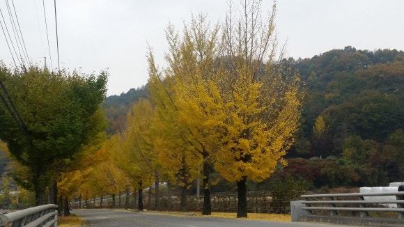 야로고등학교 이미지