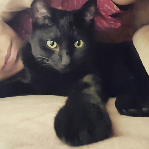 오리와돼지 이미지