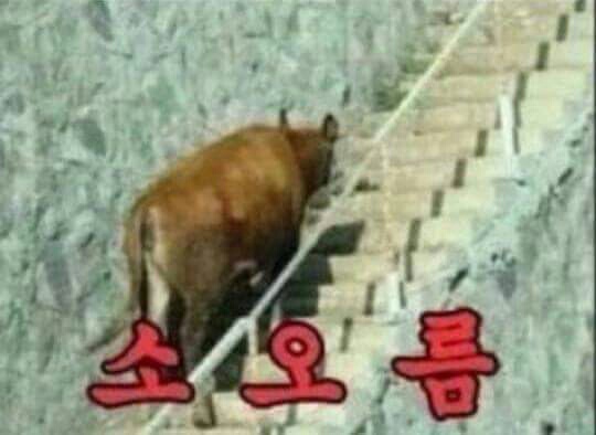 지프로 이미지