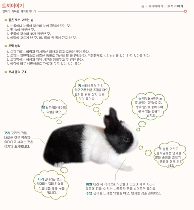 가자토끼나라 이미지