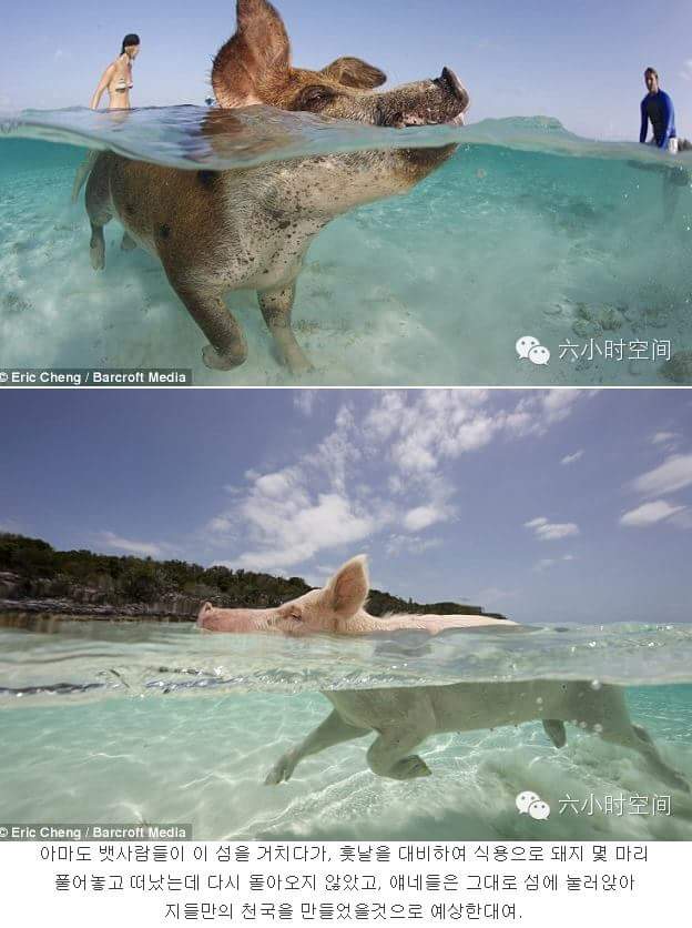 섬돼지 이미지
