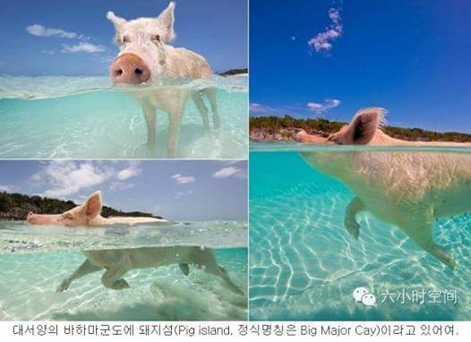 섬돼지 이미지
