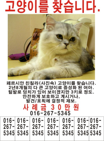 페르시안 이미지