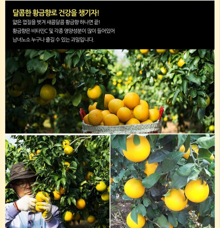 황금향 이미지