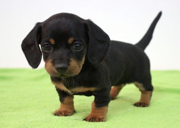 닥스훈트(DACHS HUND) 이미지