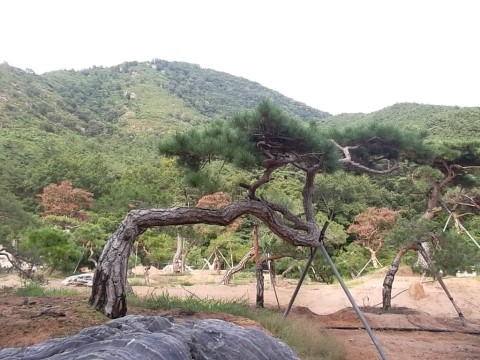 한국소나무집 이미지