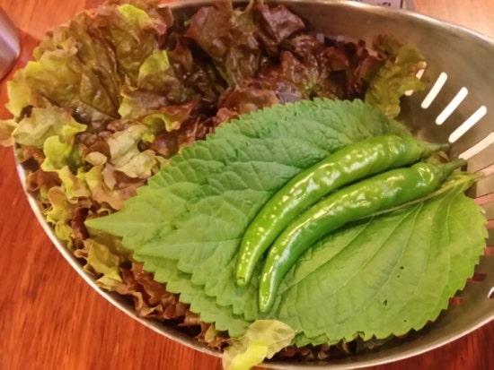 치치톡 이미지