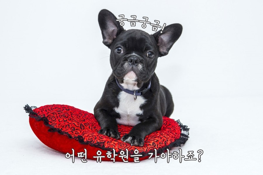고려유학원 이미지