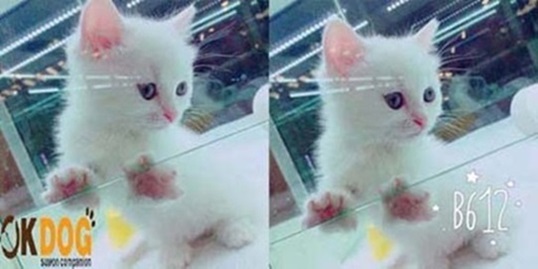 낭만고냥이 이미지