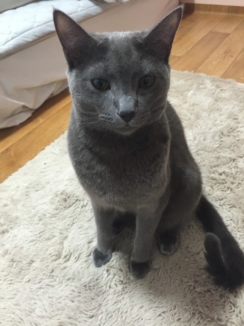 쵸이 이미지