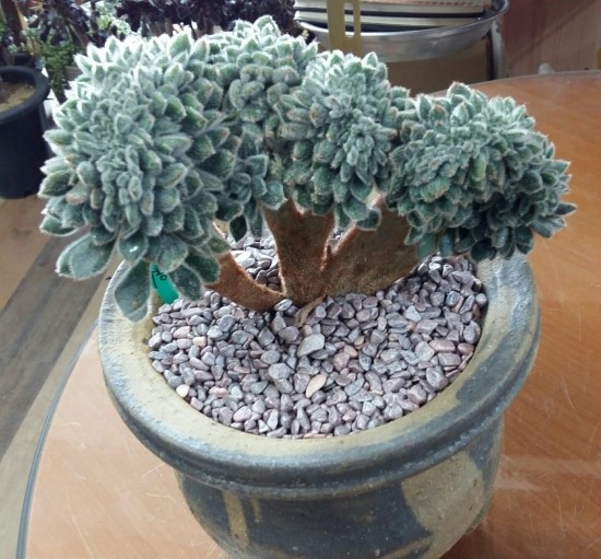 충주화원 이미지