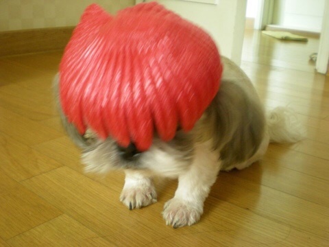 이모꼬 이미지