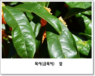 계화당 이미지
