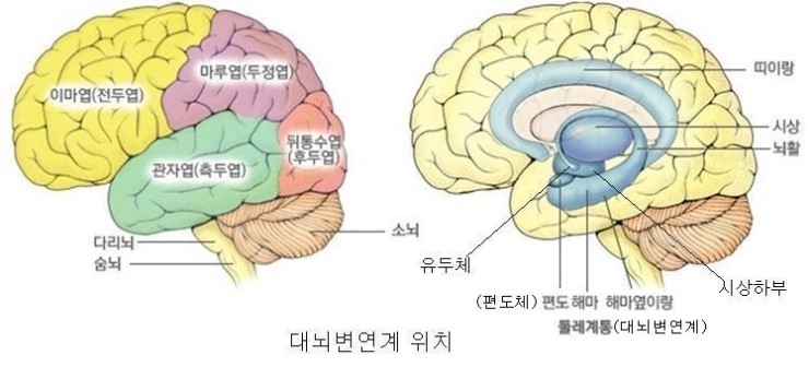 대뇌피질=대뇌겉질•이랑•고랑•무의지증=의지결여증•전전두엽피질•변연계=둘레계통=대뇌변연계•파페츠회로•편도핵복합체편도체•감각의 연합 ...