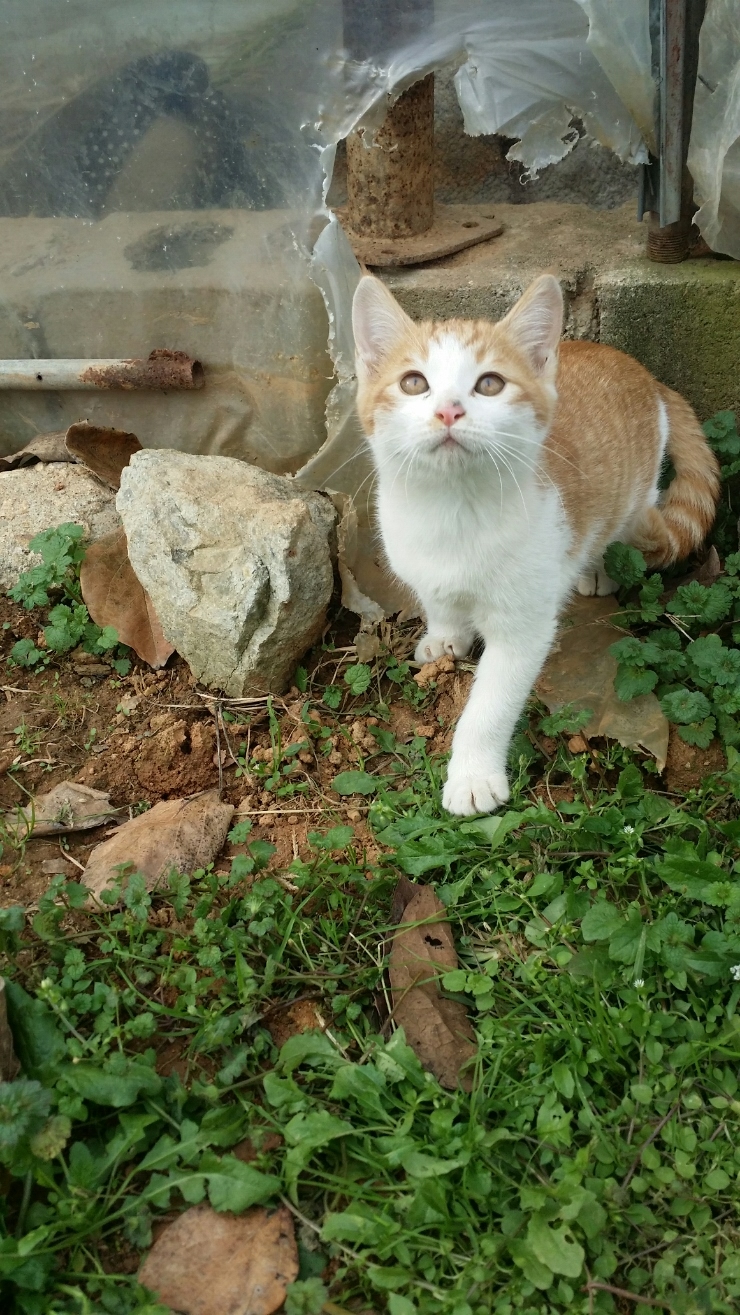 레이로우 이미지