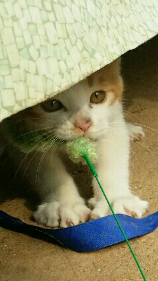 레이로우 이미지