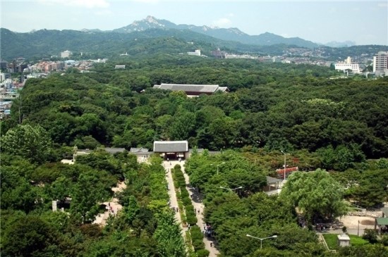 소나무 참나무 숲 이미지