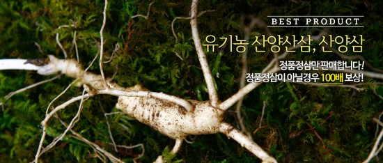 영초산삼 이미지