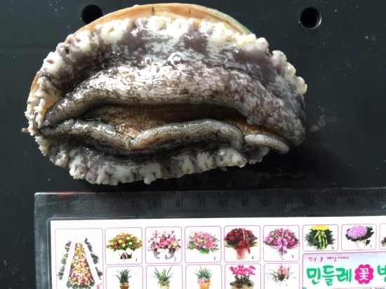섬전복영어조합법인 이미지