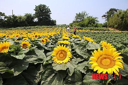 해바라기어린이집 이미지