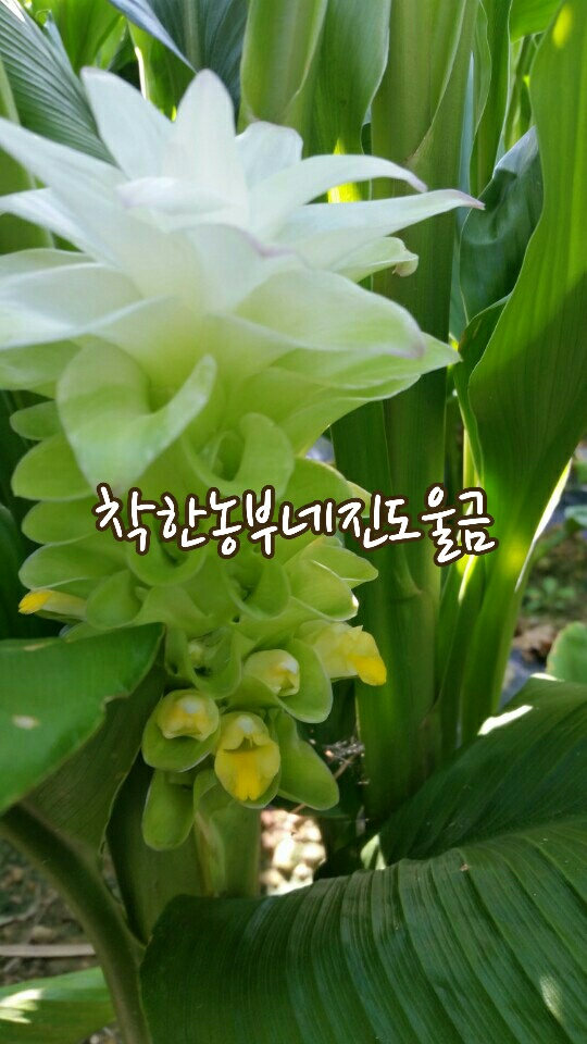 진도울금 이미지