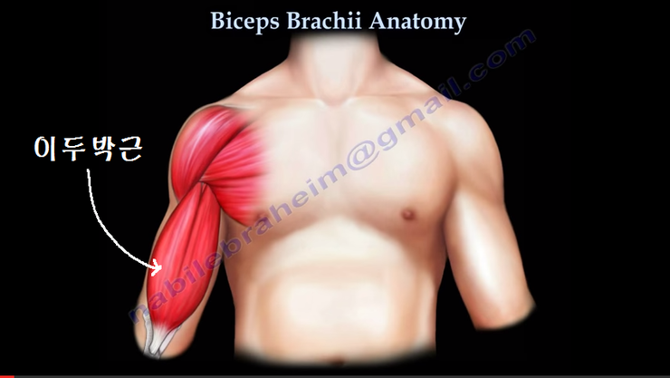 이두박근 상완이두근 Biceps brachii 구조와 위치 : 네이버 블로그 이두박근 상완이두근 Biceps Brachii 구조와 위치 : 네이버 블로그