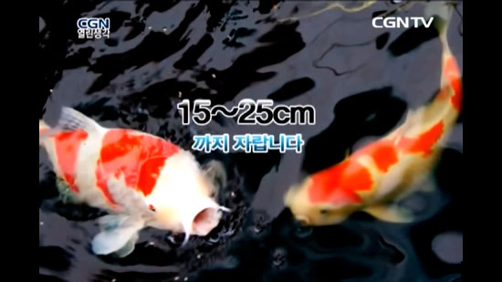 코이 이미지