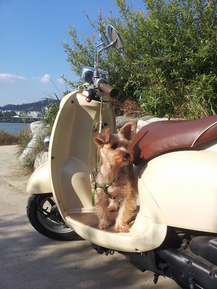 몽키모터스 이미지