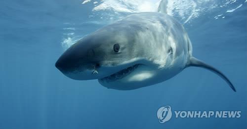 상어식당 이미지
