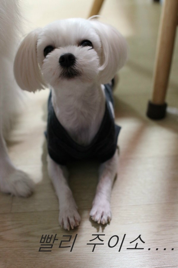 미소사료 이미지