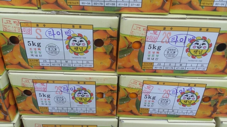 통통과일 이미지