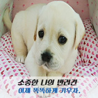 멍멍나래 이미지