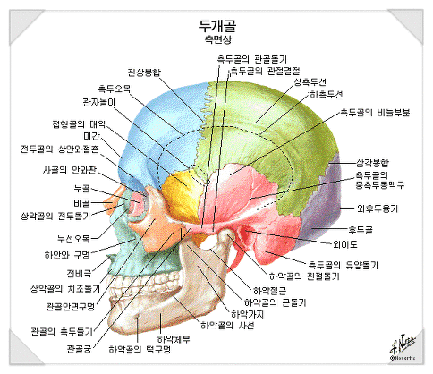 해부생리학 : 해부학 인체해부도 사진 모음 ★ 인체 장기 위치 : 네이버 블로그