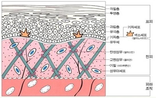 피부구조 - 표피, 진피, 피하지방 : 네이버 블로그