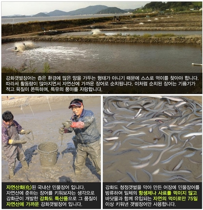 강화갯벌장어영어조합법인 이미지