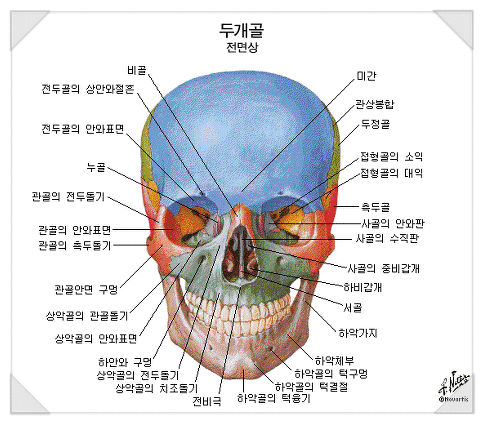 해부생리학 : 해부학 인체해부도 사진 모음 ★ 인체 장기 위치 : 네이버 블로그