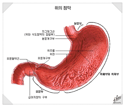 해부생리학 : 해부학 인체해부도 사진 모음 ★ 인체 장기 위치 : 네이버 블로그