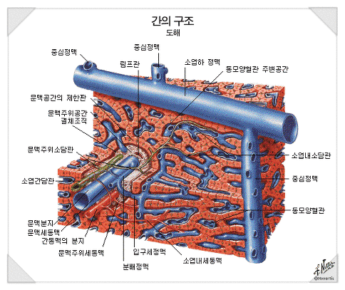 해부생리학 : 해부학 인체해부도 사진 모음 ★ 인체 장기 위치 : 네이버 블로그